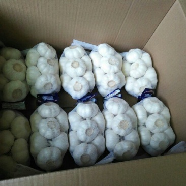 金乡大蒜，实力代收，代收带储存代加工，实力配资