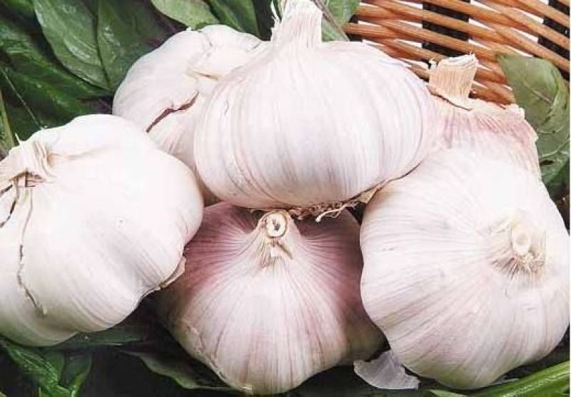 菏泽红皮大蒜，