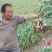菏泽红皮大蒜，