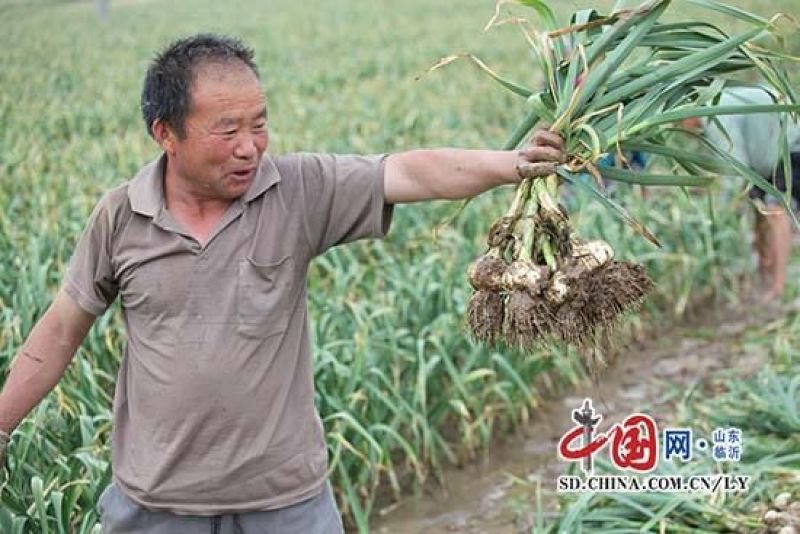 菏泽红皮大蒜，