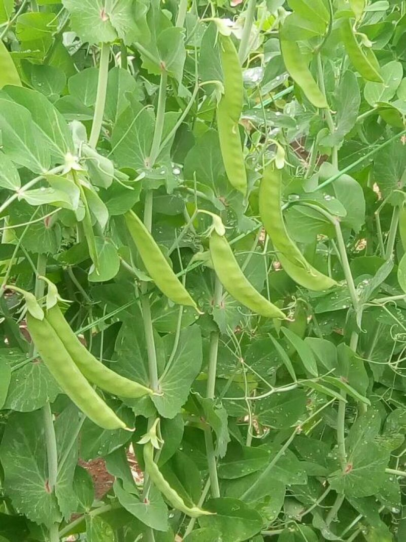 菜豌