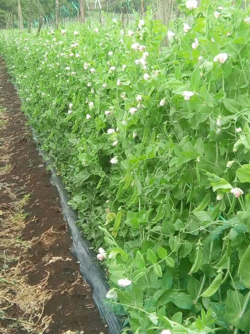 菜豌