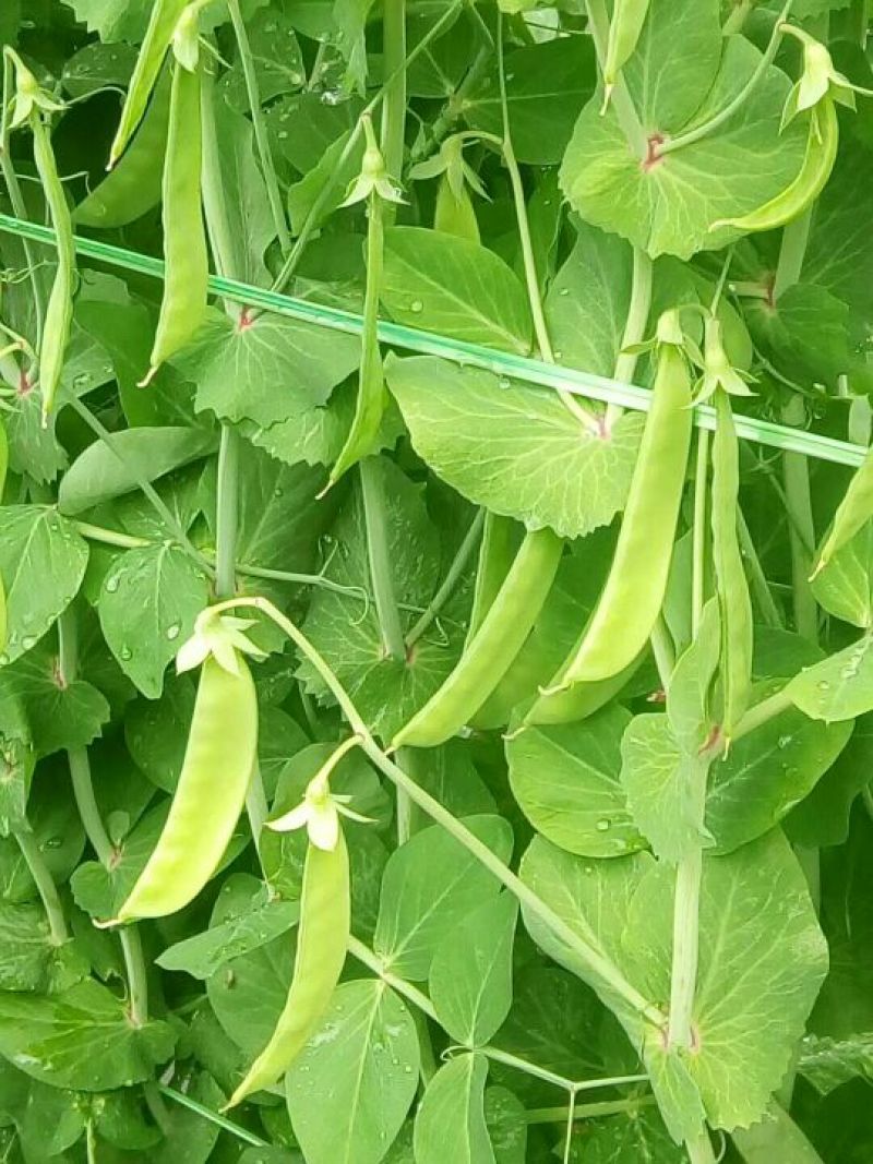 菜豌