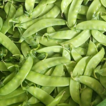菜豌