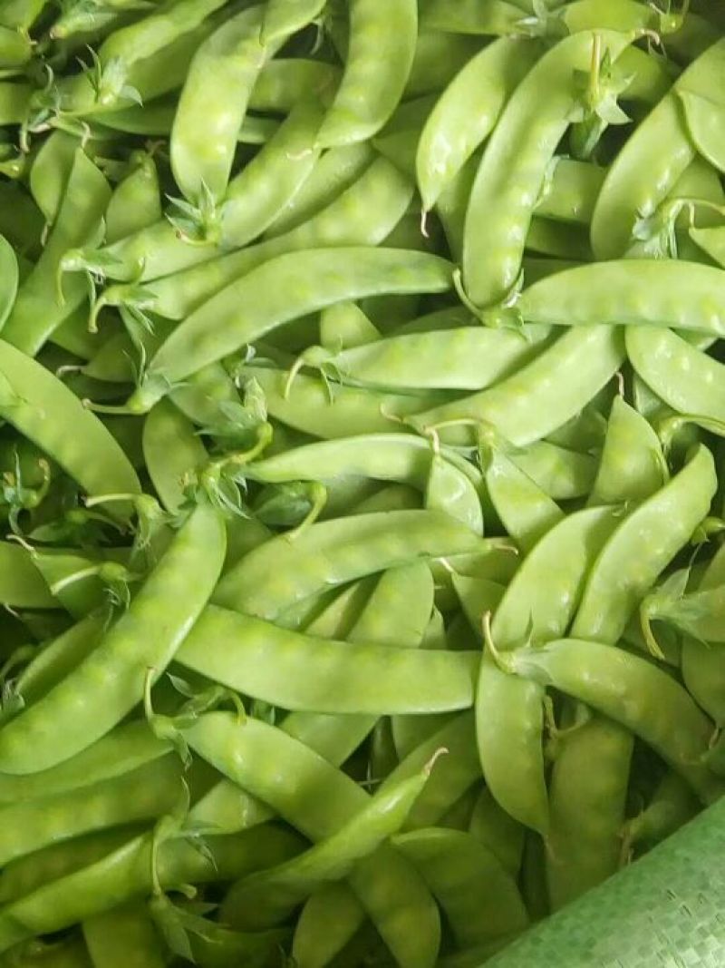 菜豌