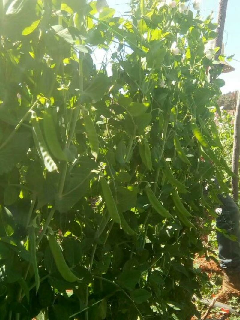 菜豌
