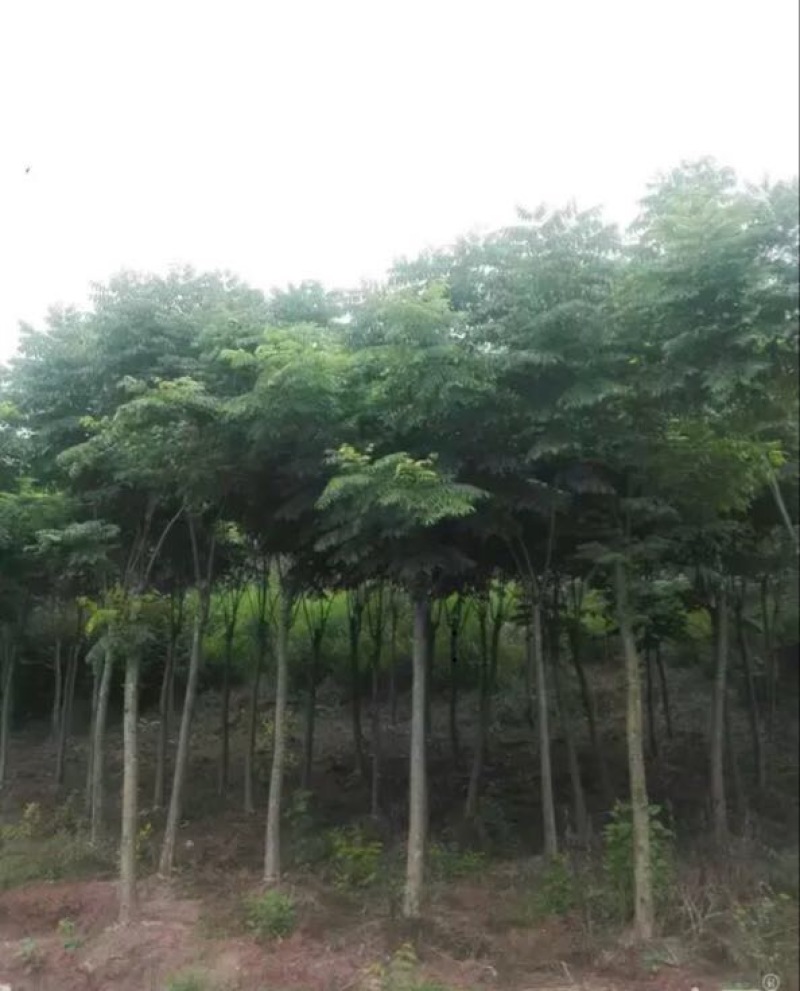 供应栾树，5-30公分，需要时联系我。生熟货都有量