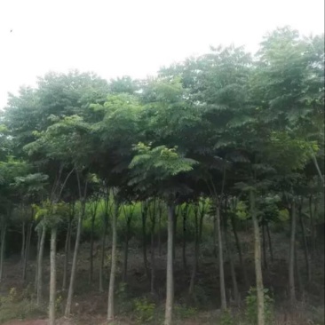 供应栾树，5-30公分，需要时联系我。生熟货都有量