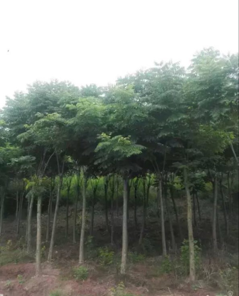 供应栾树，5-30公分，需要时联系我。生熟货都有量