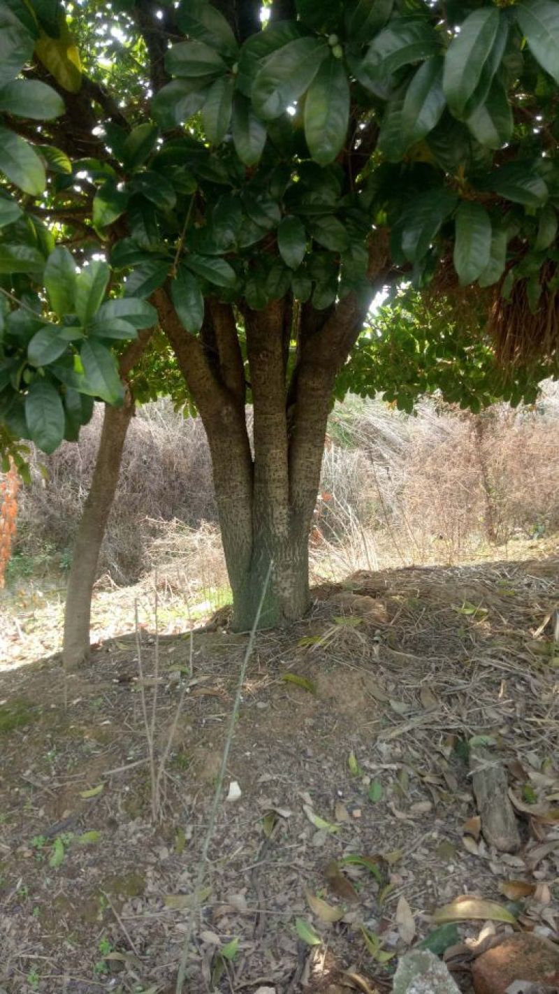 从生桂花少量几棵处理价格便宜