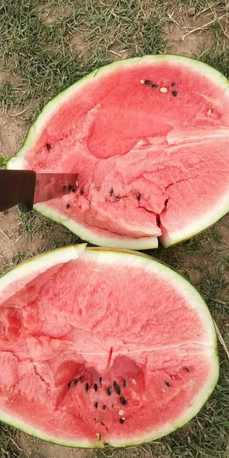 甜王西瓜