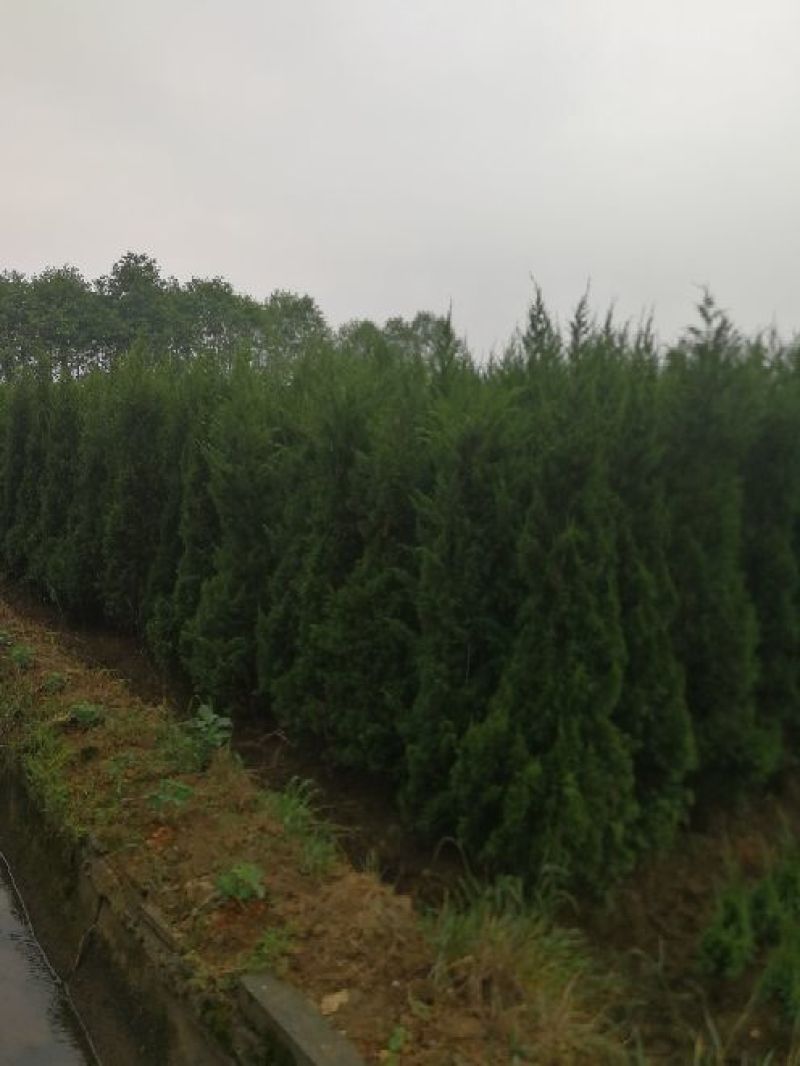 桂花乐昌含笑松柏红花紫薇