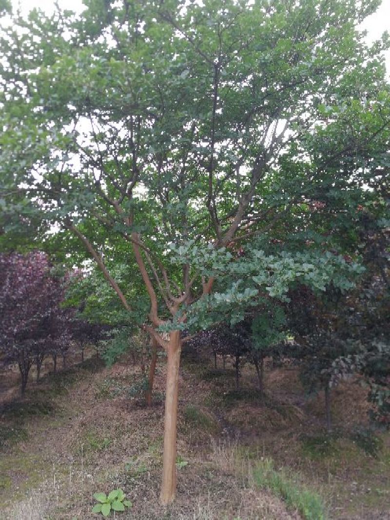 桂花乐昌含笑松柏红花紫薇