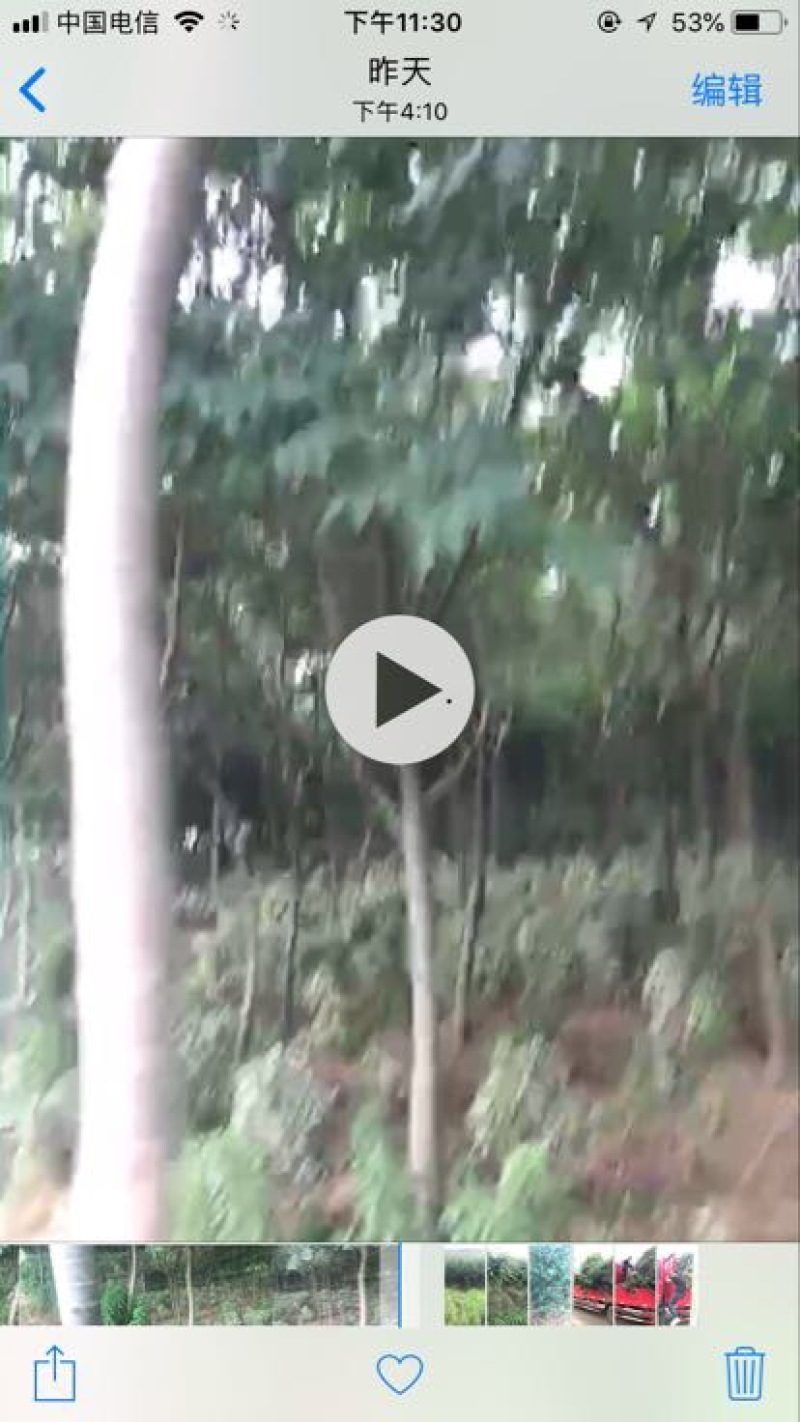朴树出售榉树