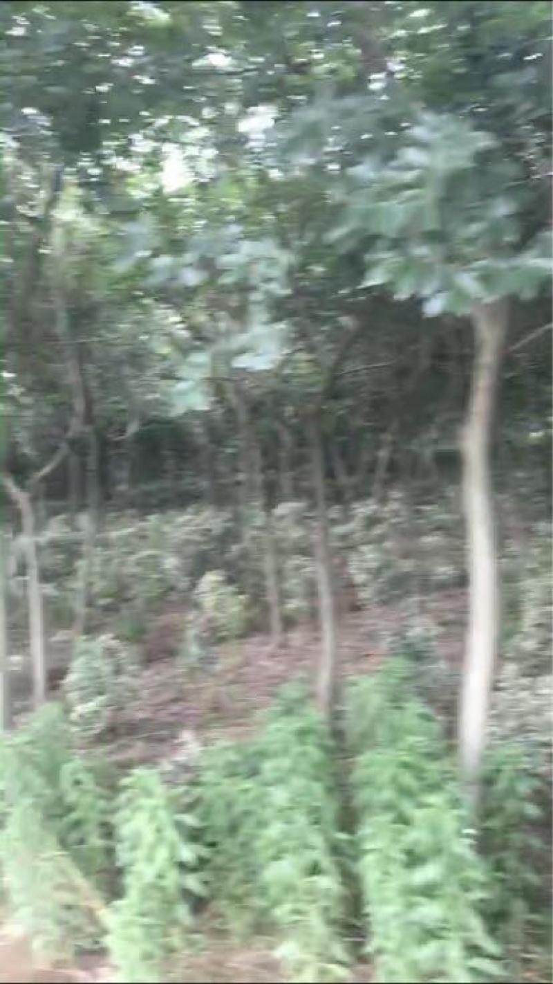 朴树出售榉树