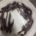 胡子鲶三黄塘鲺鱼苗优质塘角鱼苗出售放心鱼苗