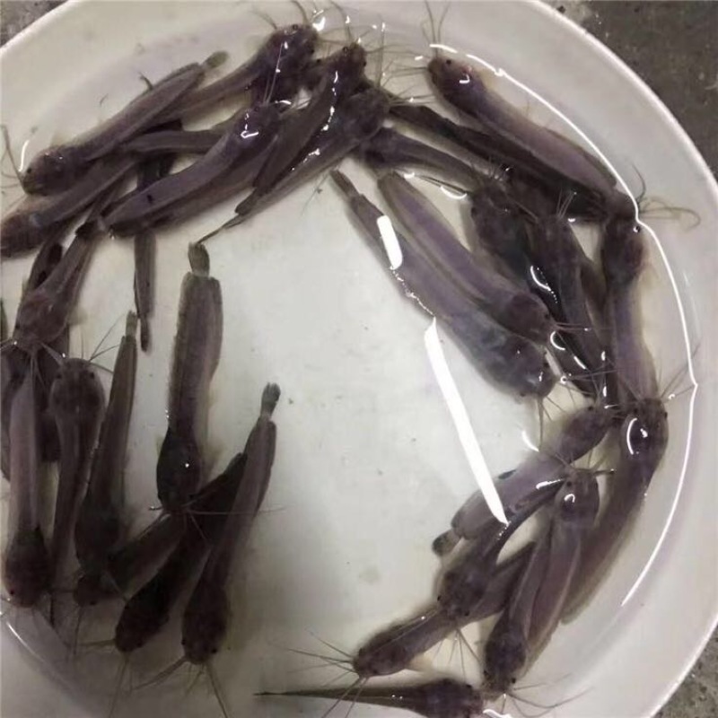 胡子鲶三黄塘鲺鱼苗优质塘角鱼苗出售放心鱼苗