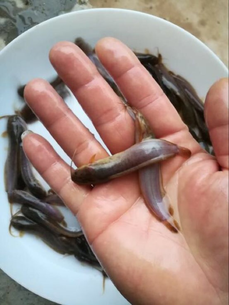 胡子鲶三黄塘鲺鱼苗优质塘角鱼苗出售放心鱼苗