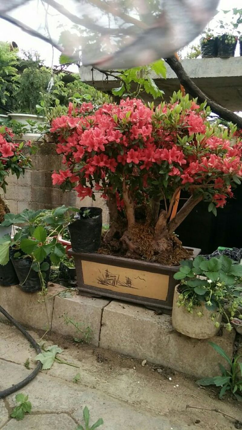 杜鹃