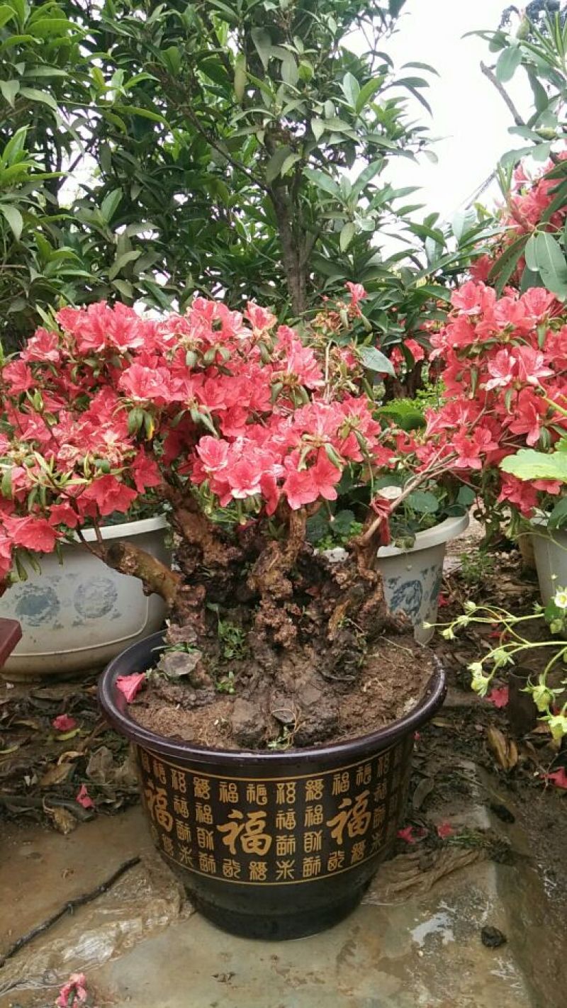 杜鹃