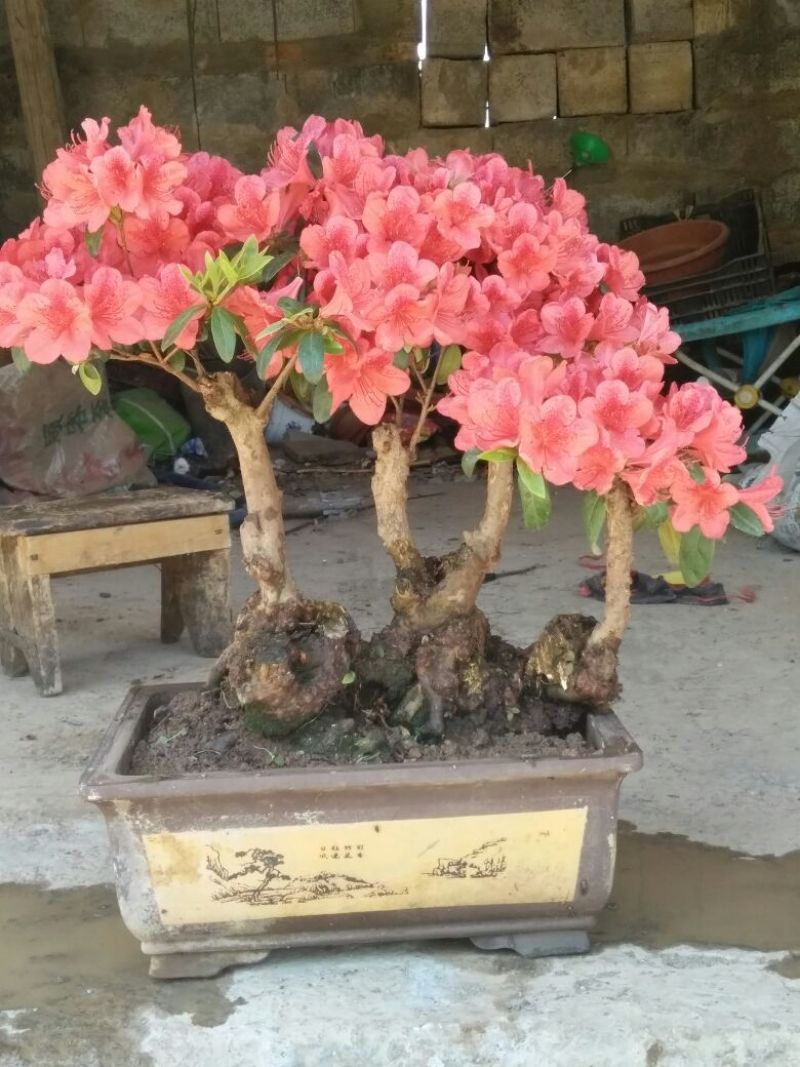 杜鹃