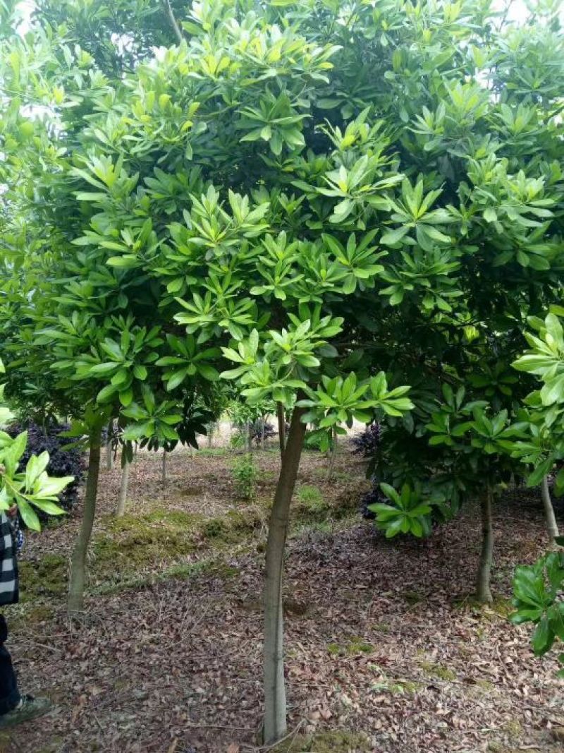 杨梅苗树
