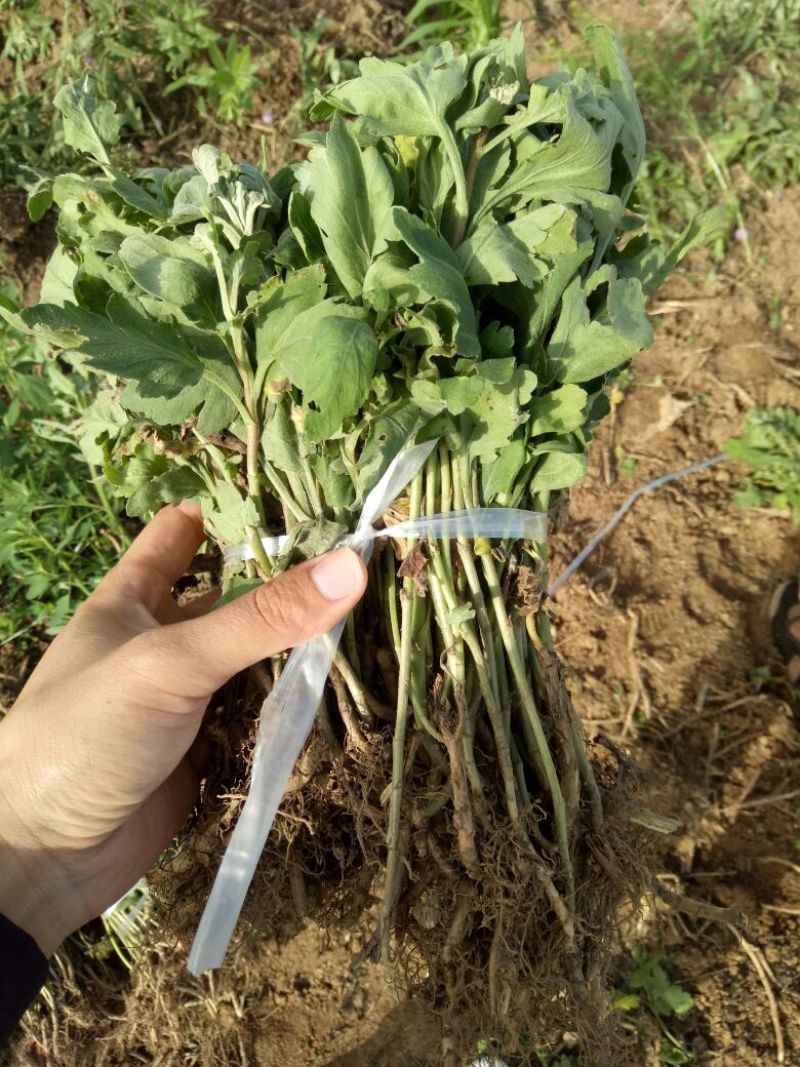 金丝黄菊苗