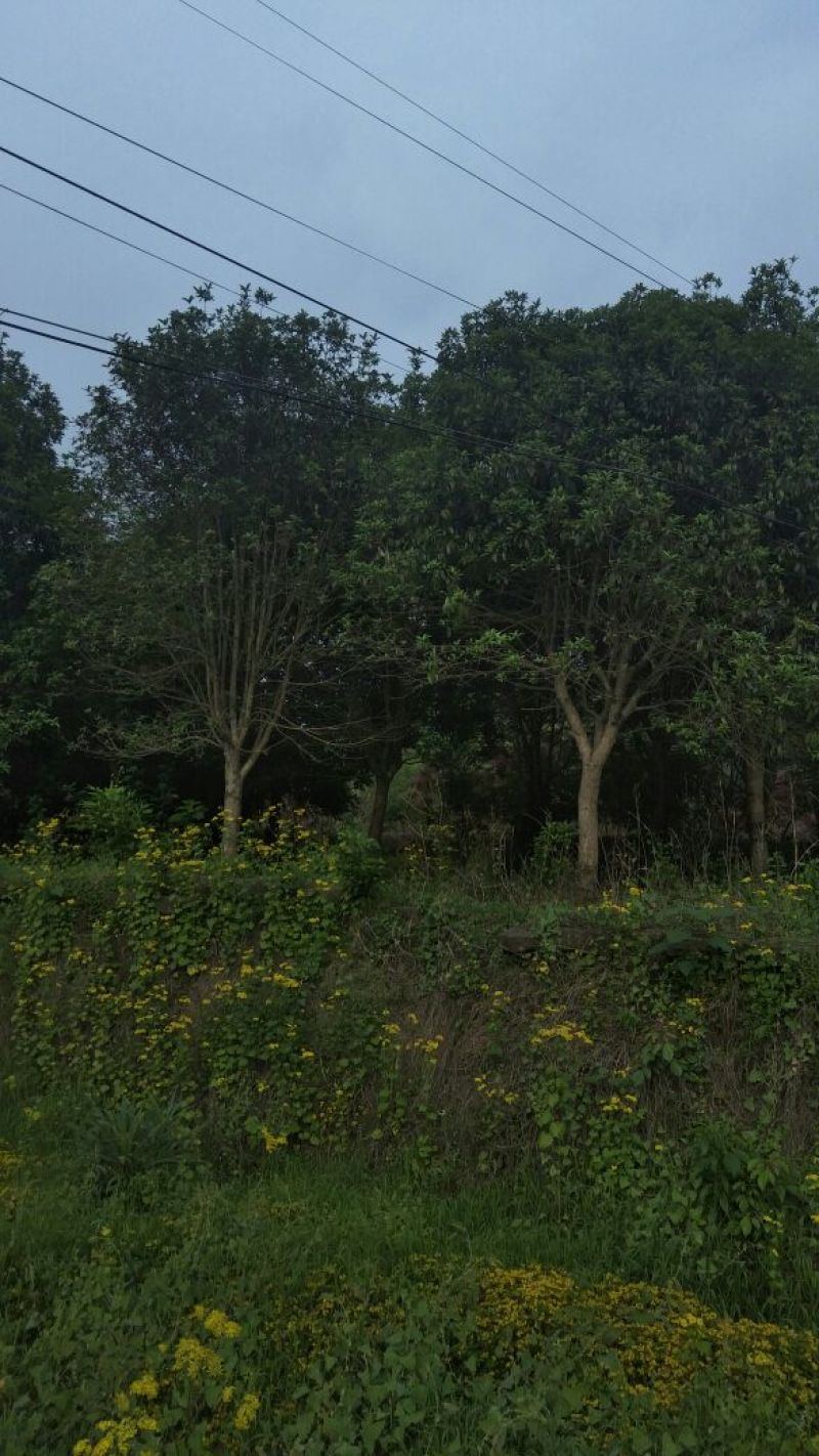 桂花树