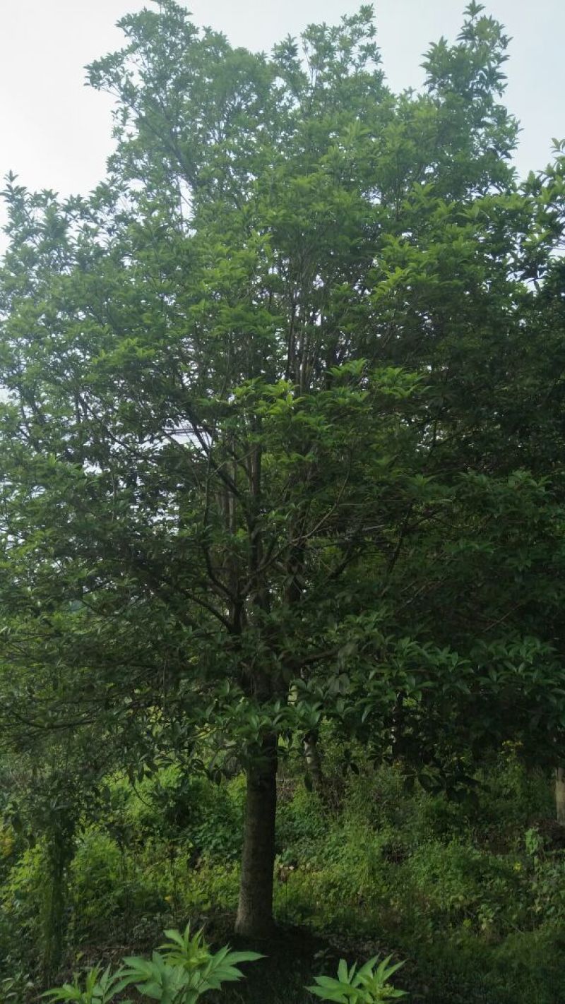 桂花树