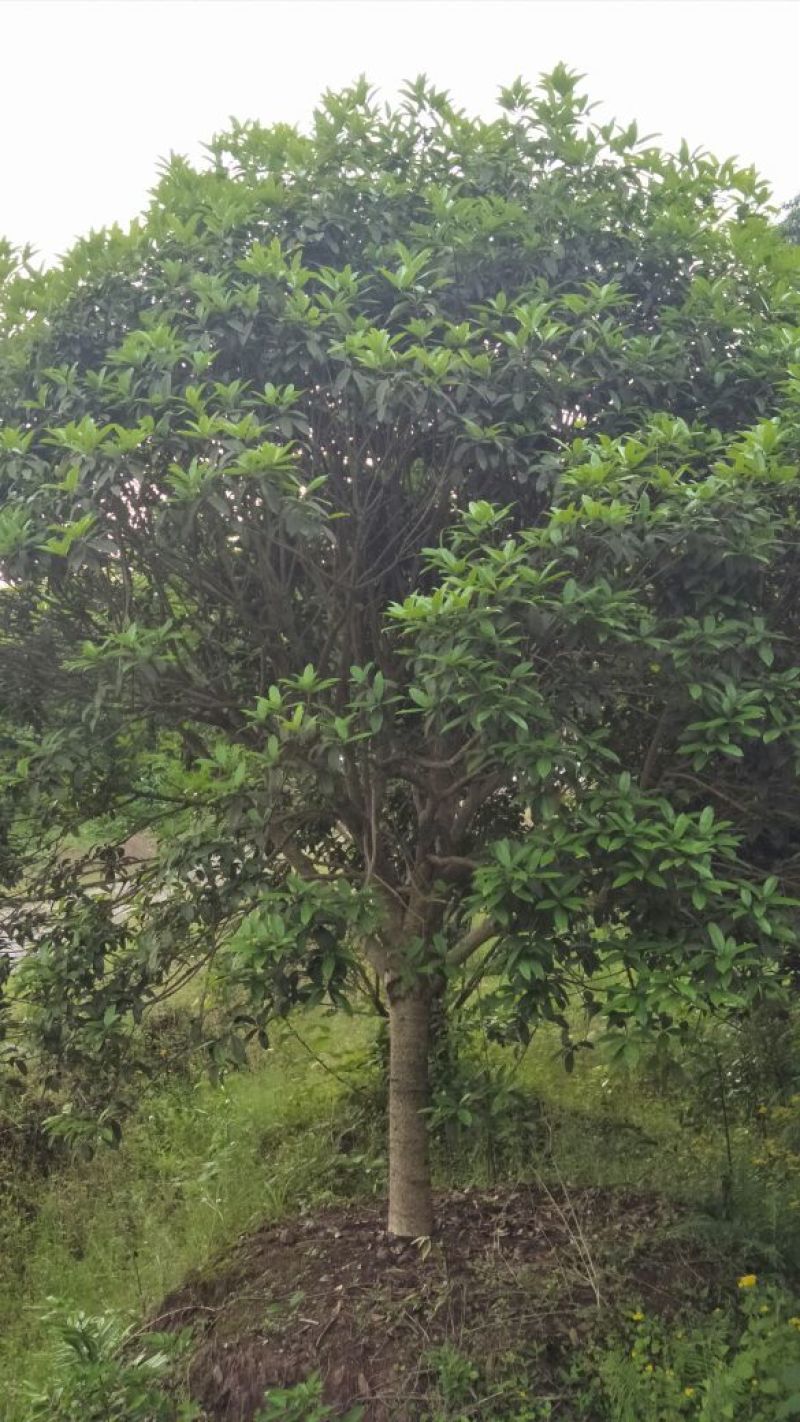 桂花树