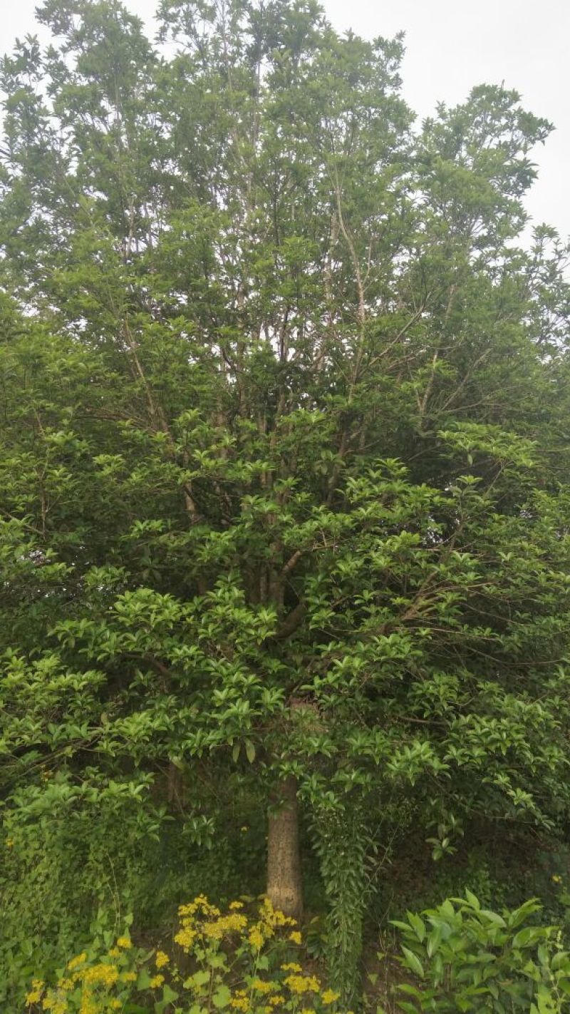 桂花树