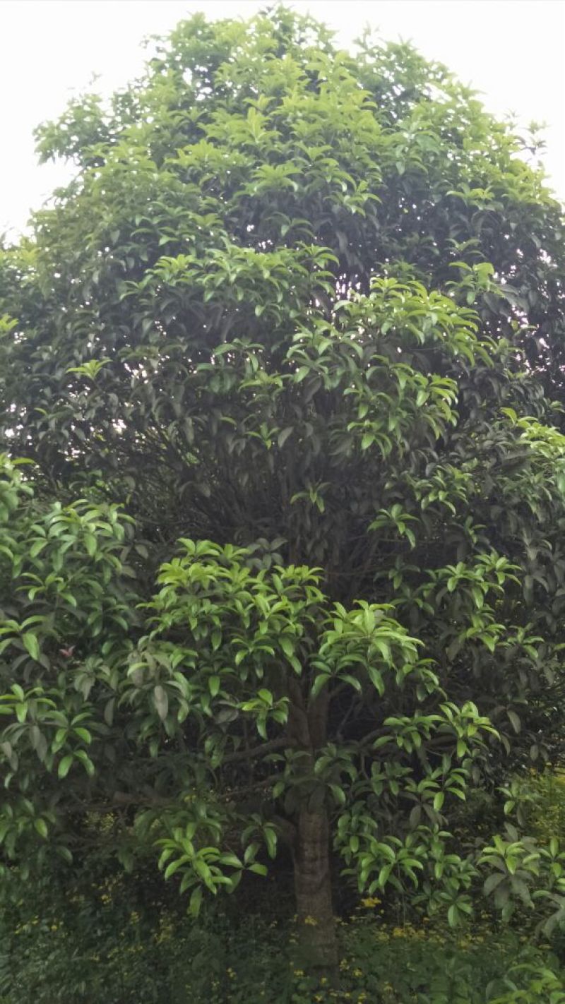 桂花树