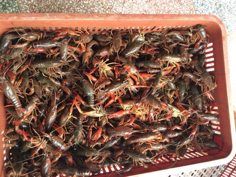 湖虾小龙虾主养4-6钱（20-30克）活虾