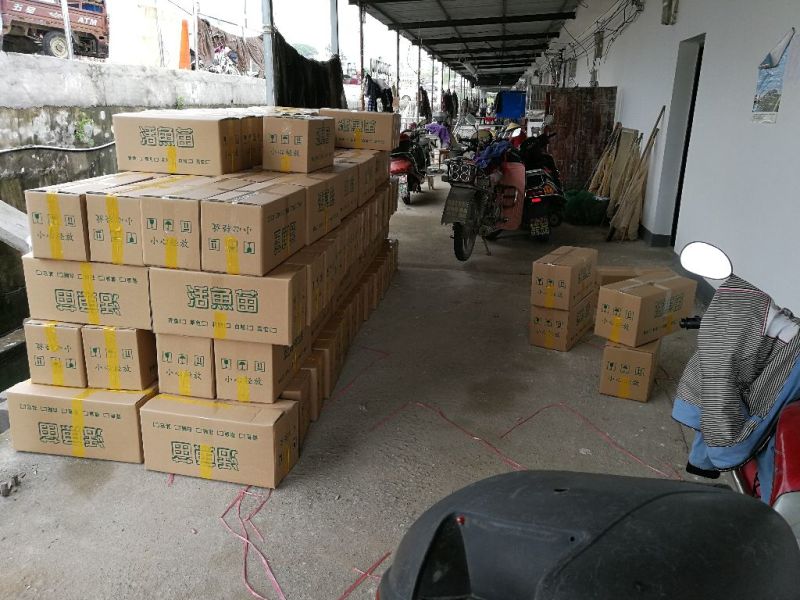 翘嘴白鱼苗，大白刁。拉网不跳品种，自产自销，品种齐全