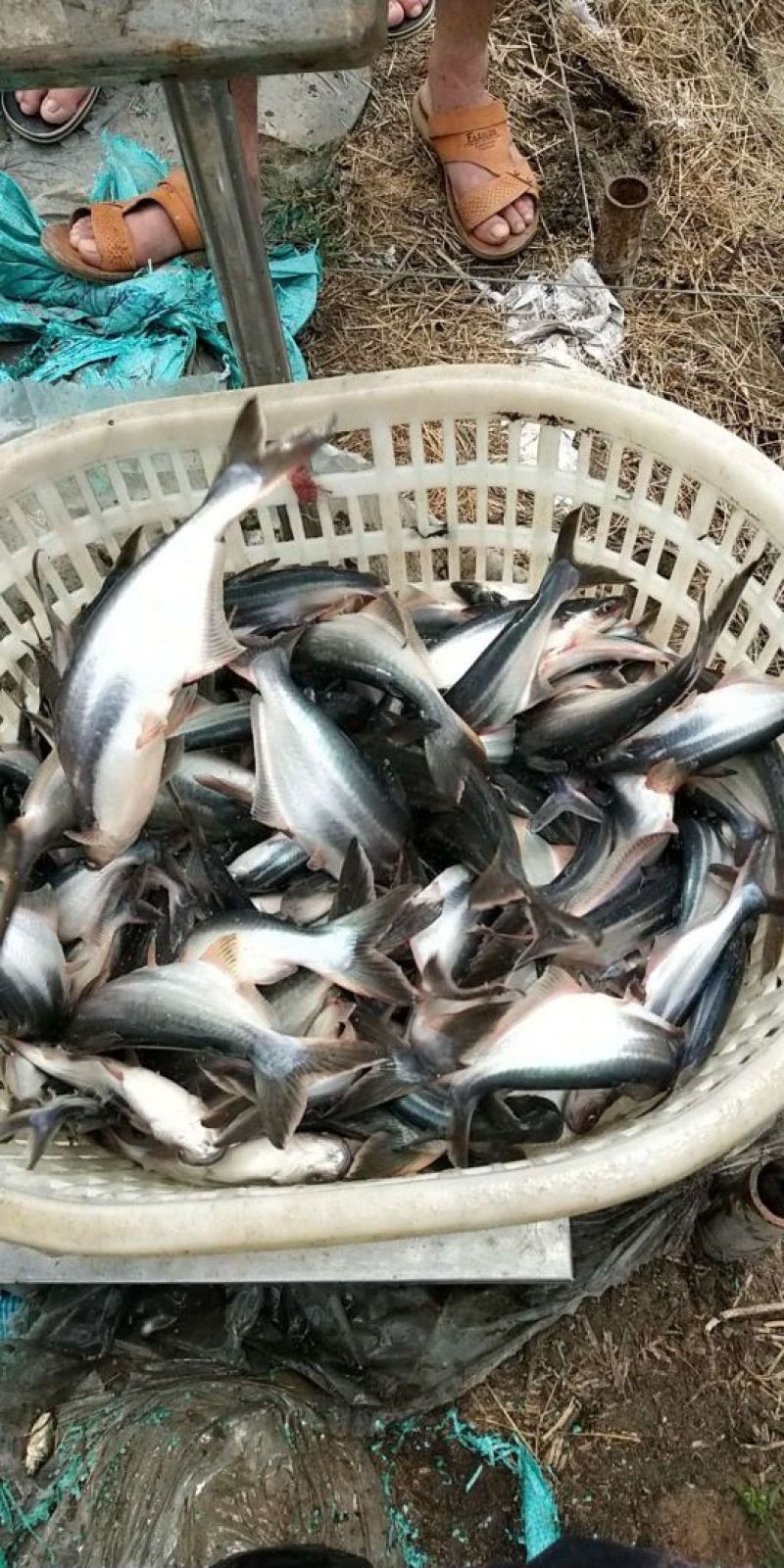 巴沙鱼苗