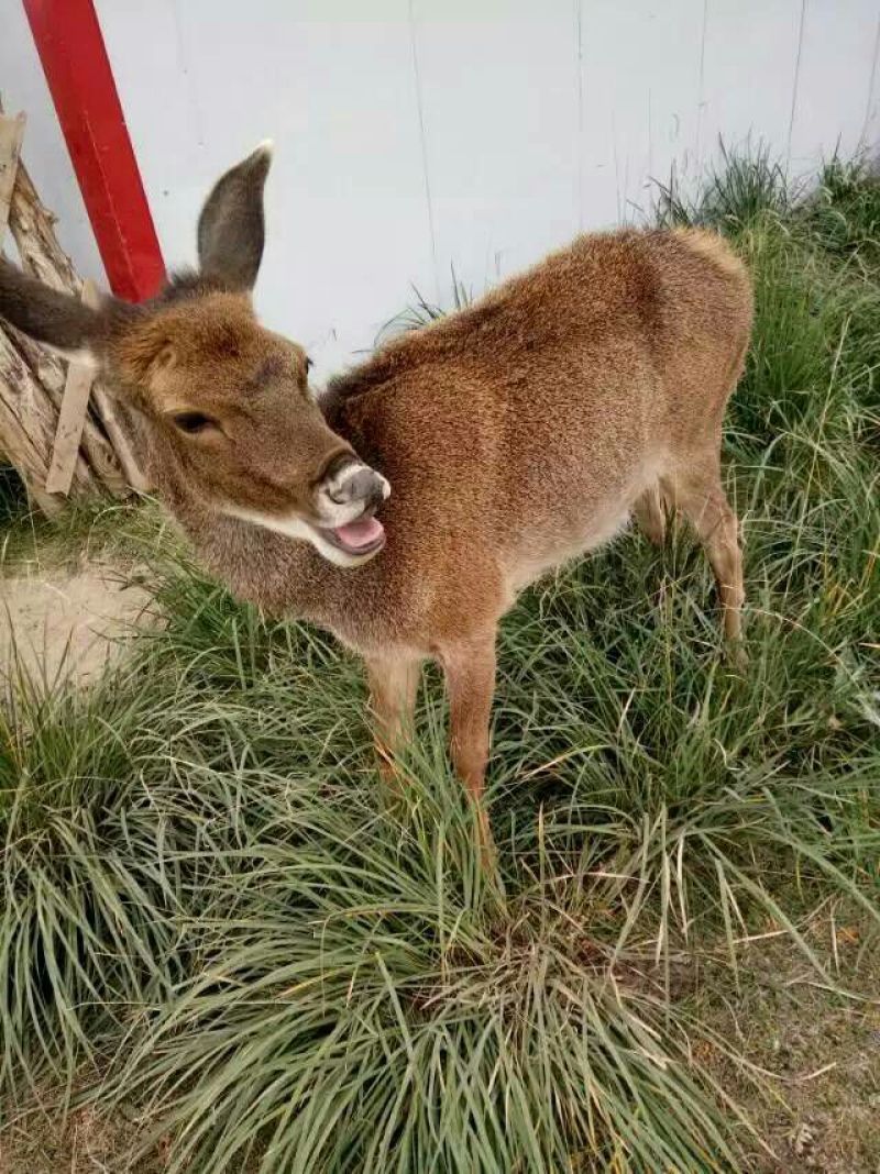 红枸杞