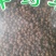 荜澄茄