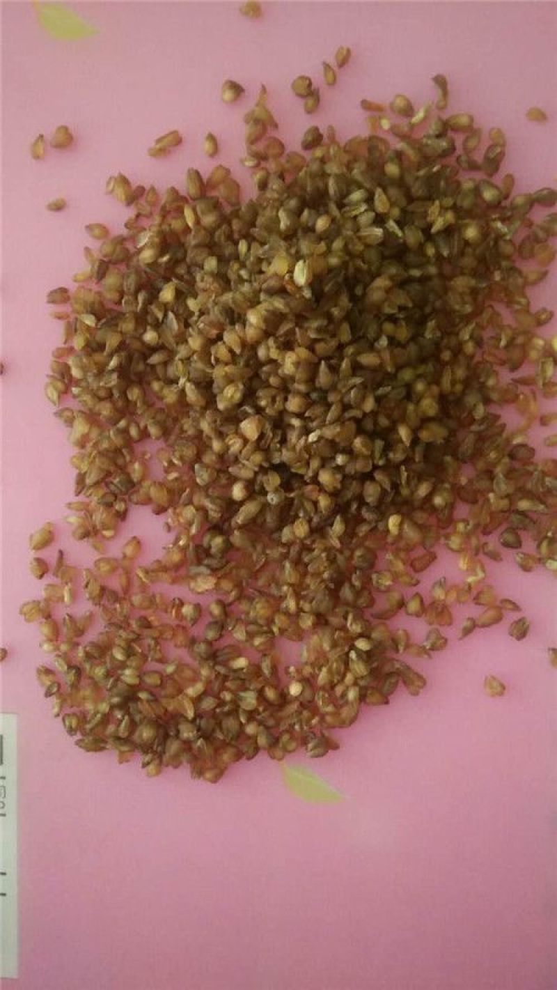 苦荞茶特级