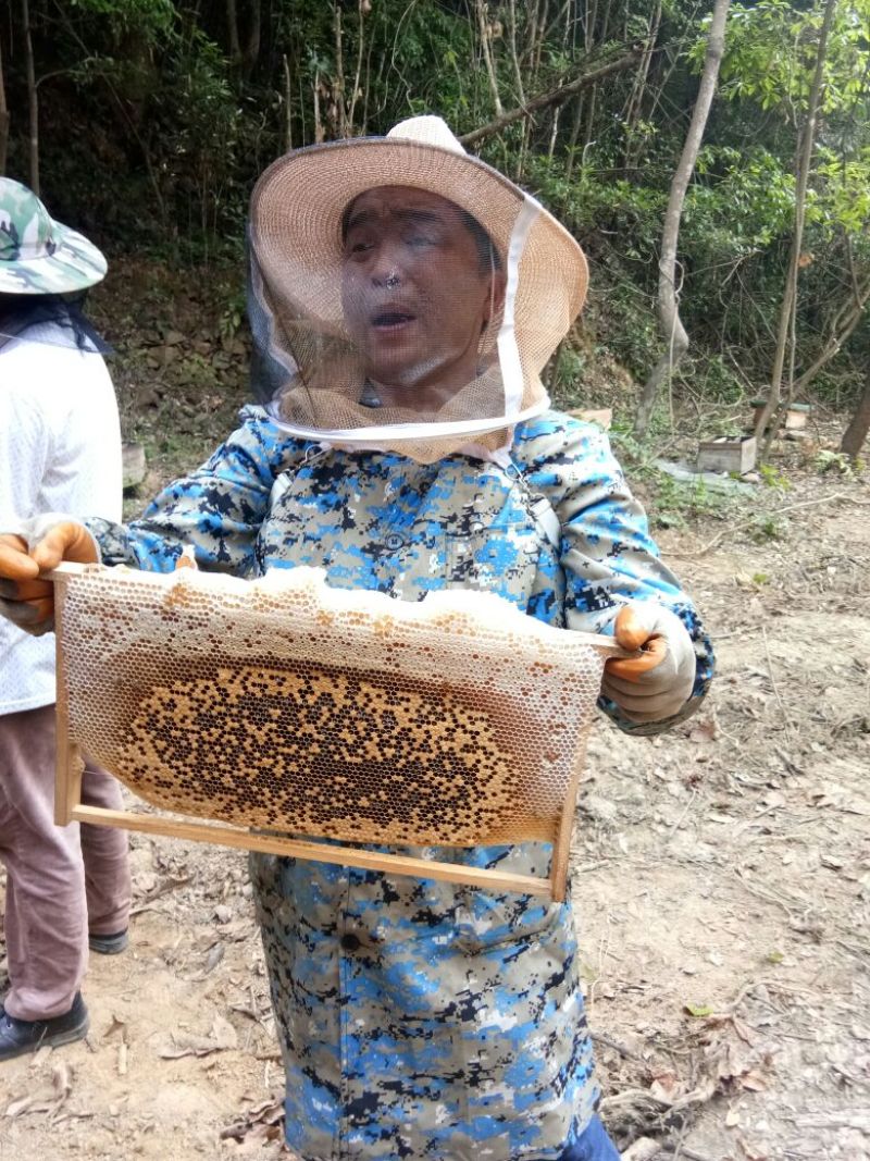 百花蜜深山老林百花蜜
