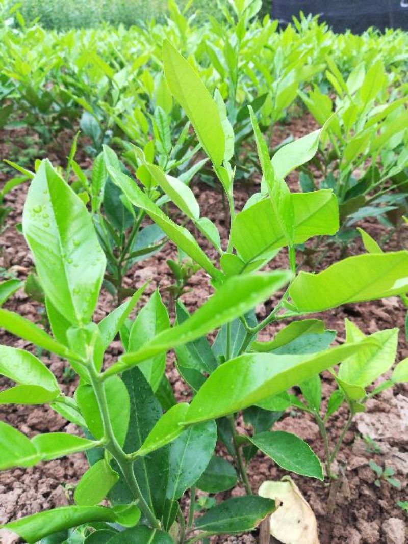 柚子树苗红心蜜柚苗红肉琯溪蜜柚苗，嫁接苗根须发达存