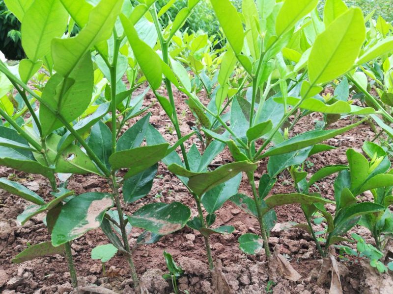 柚子树苗红心蜜柚苗红肉琯溪蜜柚苗，嫁接苗根须发达存