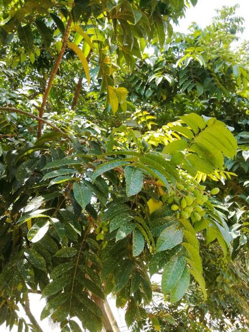 橄榄果，颜色金黄，有点黑班，纯生态，无农药残留