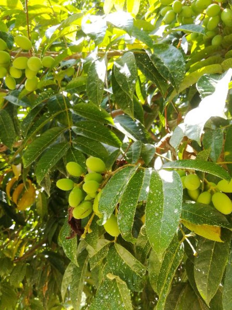 橄榄果，颜色金黄，有点黑班，纯生态，无农药残留