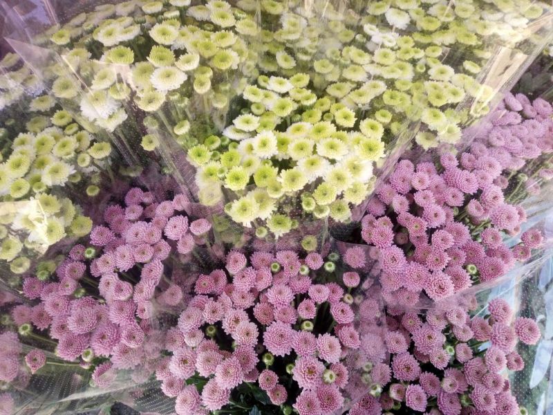 小菊各种颜色凌源基地直发
