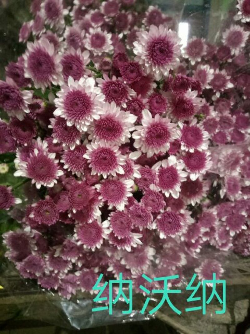 小菊各种颜色凌源基地直发