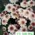 小菊各种颜色凌源基地直发