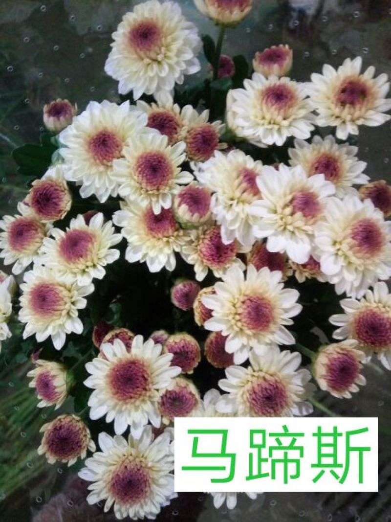 小菊各种颜色凌源基地直发