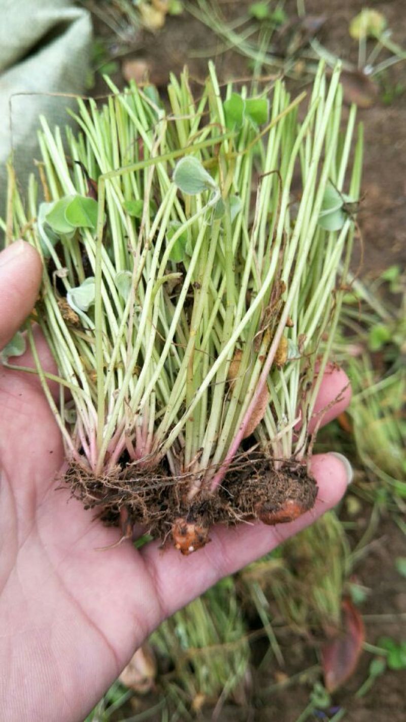 酢浆草苗红花酢浆草醡浆草种球红花草红花酢浆草种球酢浆草