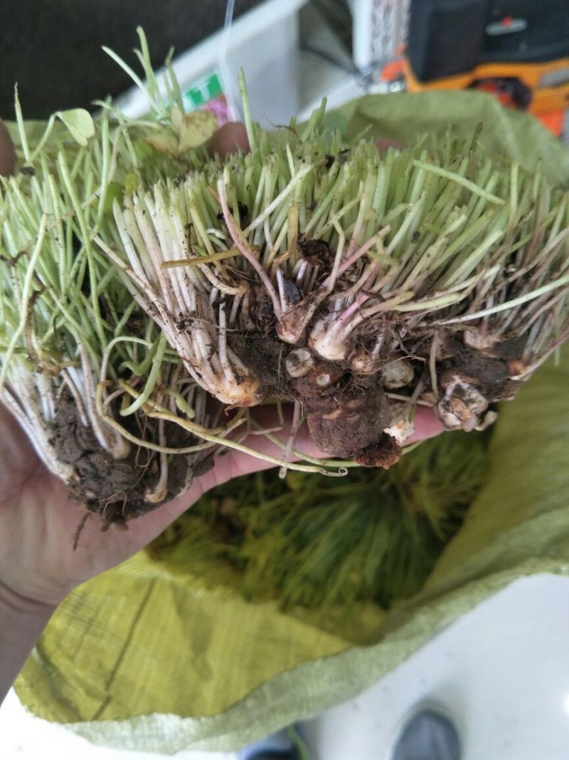 酢浆草苗红花酢浆草醡浆草种球红花草红花酢浆草种球酢浆草