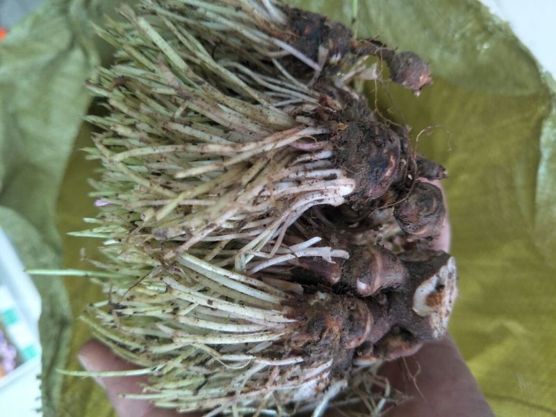 酢浆草苗红花酢浆草醡浆草种球红花草红花酢浆草种球酢浆草